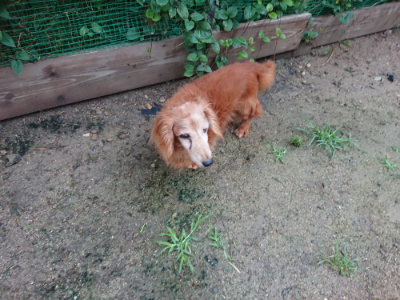 f:id:roukenhome-ann:20190630194653j:plain f:id:roukenhome-ann:20190630194653j:plain