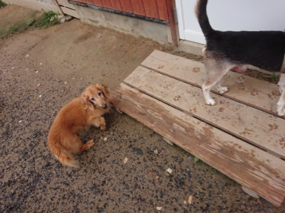 f:id:roukenhome-ann:20190630194751j:plain f:id:roukenhome-ann:20190630194751j:plain
