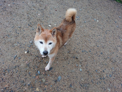 f:id:roukenhome-ann:20190630194824j:plain f:id:roukenhome-ann:20190630194824j:plain