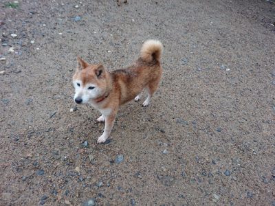 f:id:roukenhome-ann:20190630194846j:plain f:id:roukenhome-ann:20190630194846j:plain