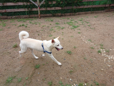 f:id:roukenhome-ann:20190630194853j:plain f:id:roukenhome-ann:20190630194853j:plain