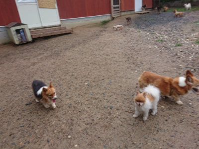 f:id:roukenhome-ann:20190630194901j:plain f:id:roukenhome-ann:20190630194901j:plain