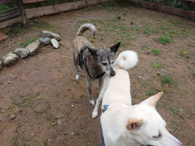 f:id:roukenhome-ann:20190630194922j:plain f:id:roukenhome-ann:20190630194922j:plain