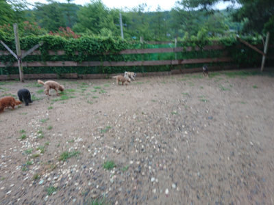 f:id:roukenhome-ann:20190630194948j:plain f:id:roukenhome-ann:20190630194948j:plain