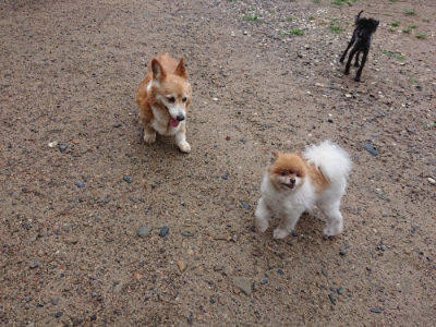f:id:roukenhome-ann:20190630195006j:plain f:id:roukenhome-ann:20190630195006j:plain