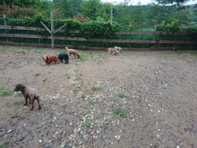 f:id:roukenhome-ann:20190630195014j:plain f:id:roukenhome-ann:20190630195014j:plain