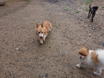 f:id:roukenhome-ann:20190630195029j:plain f:id:roukenhome-ann:20190630195029j:plain