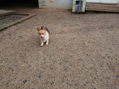 f:id:roukenhome-ann:20190630195135j:plain f:id:roukenhome-ann:20190630195135j:plain