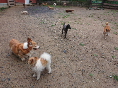 f:id:roukenhome-ann:20190630200605j:plain f:id:roukenhome-ann:20190630200605j:plain