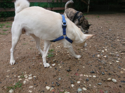 f:id:roukenhome-ann:20190630200704j:plain f:id:roukenhome-ann:20190630200704j:plain