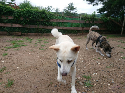 f:id:roukenhome-ann:20190630200737j:plain f:id:roukenhome-ann:20190630200737j:plain