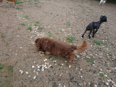f:id:roukenhome-ann:20190630200743j:plain f:id:roukenhome-ann:20190630200743j:plain