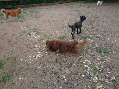 f:id:roukenhome-ann:20190630200757j:plain f:id:roukenhome-ann:20190630200757j:plain