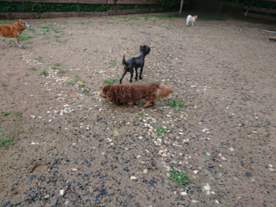 f:id:roukenhome-ann:20190630200812j:plain f:id:roukenhome-ann:20190630200812j:plain
