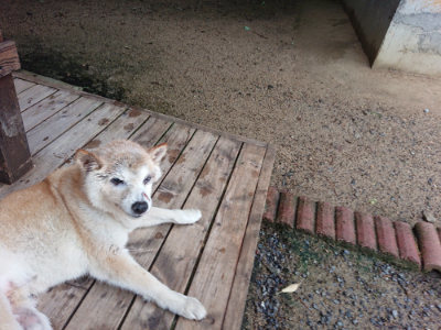 f:id:roukenhome-ann:20190630200853j:plain f:id:roukenhome-ann:20190630200853j:plain