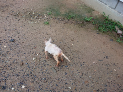 f:id:roukenhome-ann:20190630200900j:plain f:id:roukenhome-ann:20190630200900j:plain
