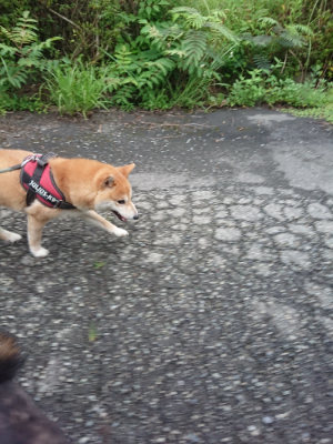 f:id:roukenhome-ann:20190630200912j:plain f:id:roukenhome-ann:20190630200912j:plain