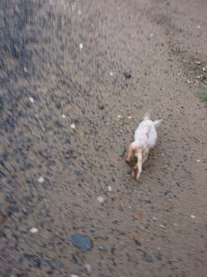 f:id:roukenhome-ann:20190630200918j:plain f:id:roukenhome-ann:20190630200918j:plain