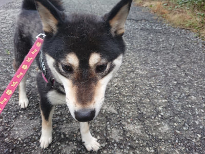 f:id:roukenhome-ann:20190630200944j:plain f:id:roukenhome-ann:20190630200944j:plain