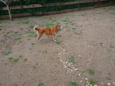 f:id:roukenhome-ann:20190630201013j:plain f:id:roukenhome-ann:20190630201013j:plain