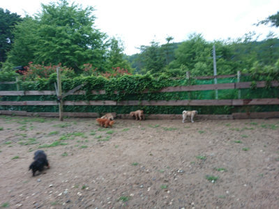 f:id:roukenhome-ann:20190630201039j:plain f:id:roukenhome-ann:20190630201039j:plain