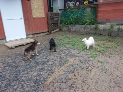 f:id:roukenhome-ann:20190630201157j:plain f:id:roukenhome-ann:20190630201157j:plain