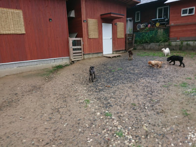 f:id:roukenhome-ann:20190630201232j:plain f:id:roukenhome-ann:20190630201232j:plain