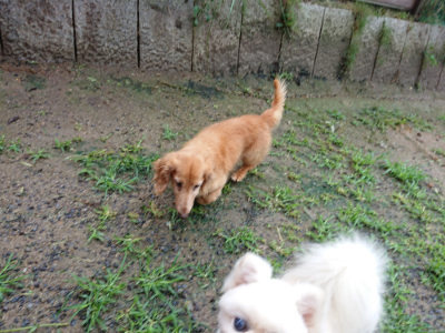 f:id:roukenhome-ann:20190630202127j:plain f:id:roukenhome-ann:20190630202127j:plain