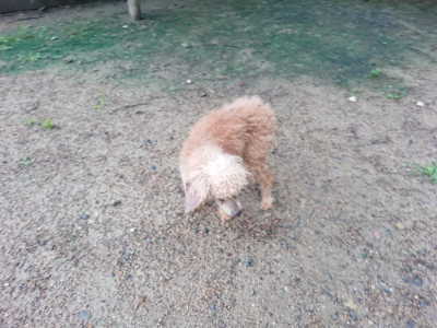 f:id:roukenhome-ann:20190630202216j:plain f:id:roukenhome-ann:20190630202216j:plain