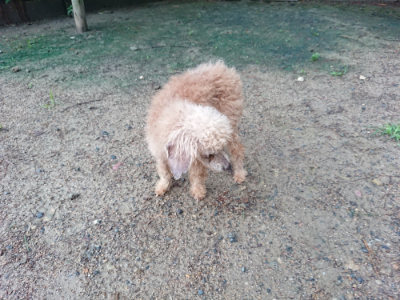 f:id:roukenhome-ann:20190630202232j:plain f:id:roukenhome-ann:20190630202232j:plain