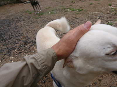 f:id:roukenhome-ann:20190630202237j:plain f:id:roukenhome-ann:20190630202237j:plain