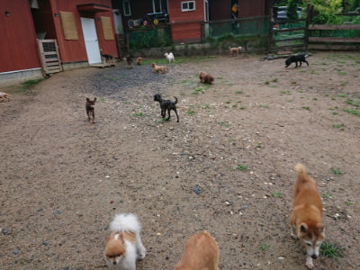f:id:roukenhome-ann:20190630202242j:plain f:id:roukenhome-ann:20190630202242j:plain