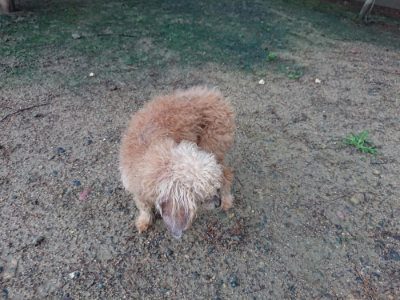 f:id:roukenhome-ann:20190630202248j:plain f:id:roukenhome-ann:20190630202248j:plain