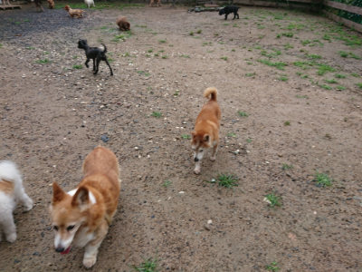 f:id:roukenhome-ann:20190630202310j:plain f:id:roukenhome-ann:20190630202310j:plain