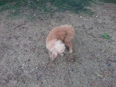 f:id:roukenhome-ann:20190630202319j:plain f:id:roukenhome-ann:20190630202319j:plain