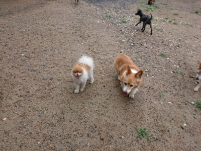 f:id:roukenhome-ann:20190630202348j:plain f:id:roukenhome-ann:20190630202348j:plain