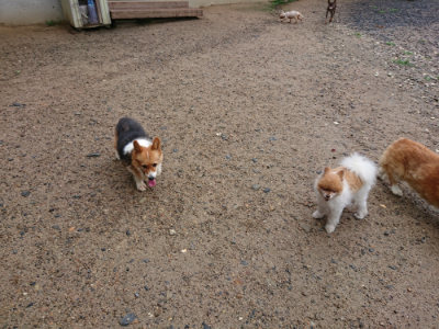 f:id:roukenhome-ann:20190630202424j:plain f:id:roukenhome-ann:20190630202424j:plain