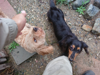 f:id:roukenhome-ann:20190630202601j:plain f:id:roukenhome-ann:20190630202601j:plain