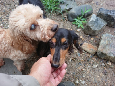 f:id:roukenhome-ann:20190630202636j:plain f:id:roukenhome-ann:20190630202636j:plain