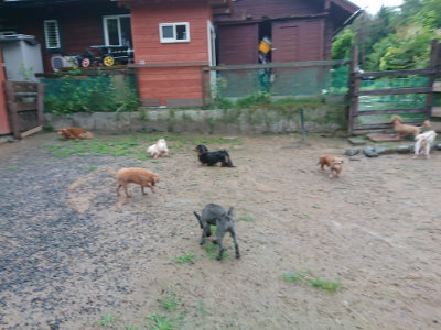 f:id:roukenhome-ann:20190630202718j:plain f:id:roukenhome-ann:20190630202718j:plain