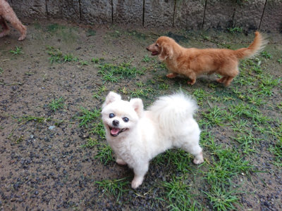 f:id:roukenhome-ann:20190630202819j:plain f:id:roukenhome-ann:20190630202819j:plain
