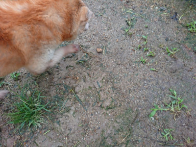 f:id:roukenhome-ann:20190630202826j:plain f:id:roukenhome-ann:20190630202826j:plain