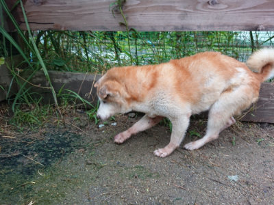 f:id:roukenhome-ann:20190630202849j:plain f:id:roukenhome-ann:20190630202849j:plain