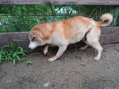 f:id:roukenhome-ann:20190630202906j:plain f:id:roukenhome-ann:20190630202906j:plain