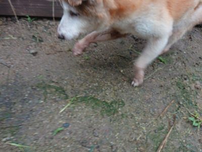 f:id:roukenhome-ann:20190630202917j:plain f:id:roukenhome-ann:20190630202917j:plain