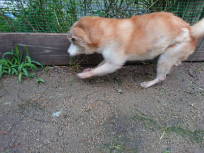 f:id:roukenhome-ann:20190630202924j:plain f:id:roukenhome-ann:20190630202924j:plain