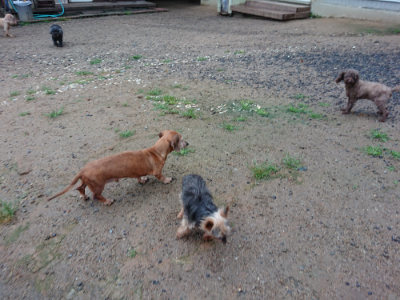 f:id:roukenhome-ann:20190630203002j:plain f:id:roukenhome-ann:20190630203002j:plain