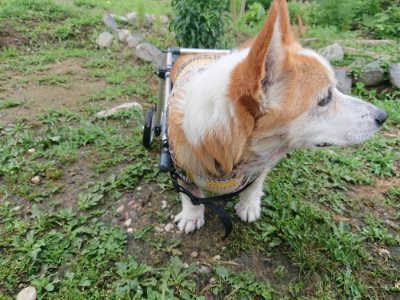 f:id:roukenhome-ann:20190701081113j:plain