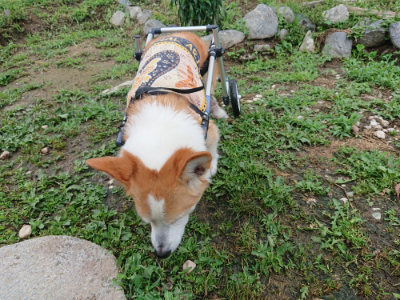 f:id:roukenhome-ann:20190701081119j:plain