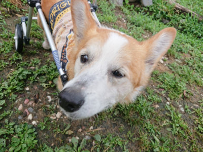 f:id:roukenhome-ann:20190701081137j:plain